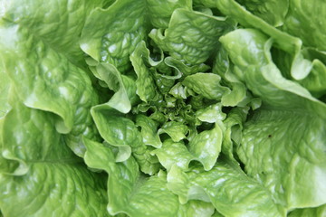 Lettuce by Skip Weeks