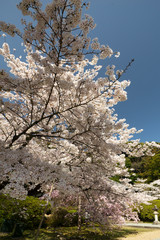 山の辺の道桜風景