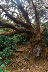 Onemana forest track, New Zealand
