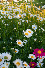 Fototapeta premium field of daisy flowers