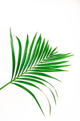 Feuille de plante exotique