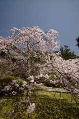 山の辺の道桜風景