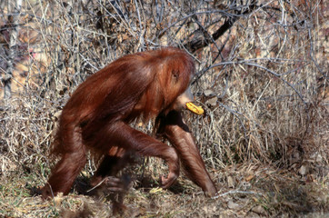 Orangutan eating banana in Denver Zoo, winter time