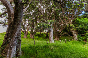 Farm land on Onemana, New Zealand