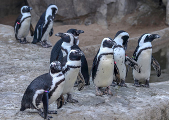 Fototapeta premium African penguin (Spheniscus demersus), also known as the jackass penguin or black-footed penguin in Denver Zoo