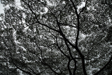 Pattern of branches and leaves, against the sky