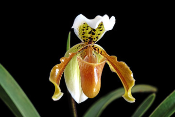Naklejka na ściany i meble Venus slipper orchid : Paphiopedilum exul is a species of orchid endemic to peninsular Thailand. Paphiopedilum, often called the Venus slipper, a genus of the lady slipper orchid subfamily. Isolated