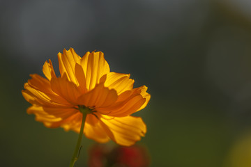 Yellow flower blooming