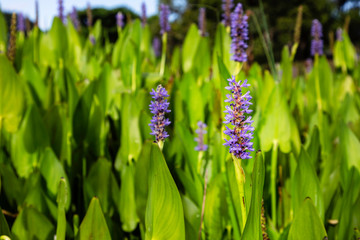 purple flowers in the garden