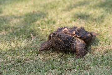 Alligator snapping turtle