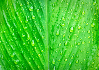 Beautiful water drops on green leaves.