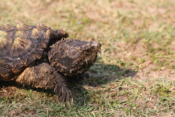 Alligator snapping turtle