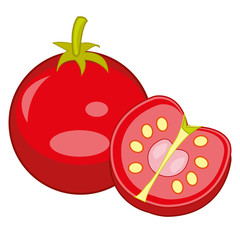 Red vegetable tomato vector illustration.Drawing on white background