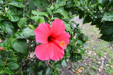 flower hibiscus 