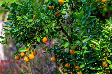 Kumquat tree on sunlight
