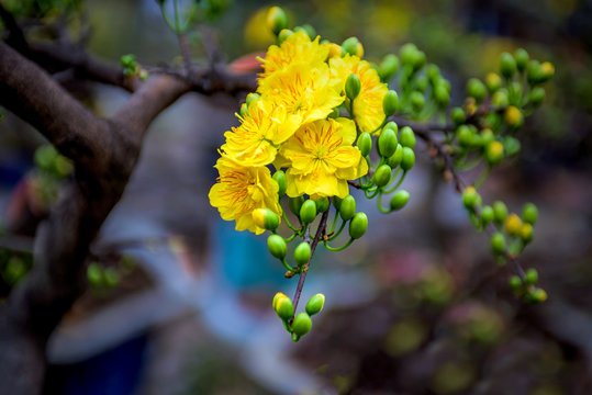 Yellow Apricot Blossom Flowers Is Symbol Of Lunar New Year In South Vietnam.