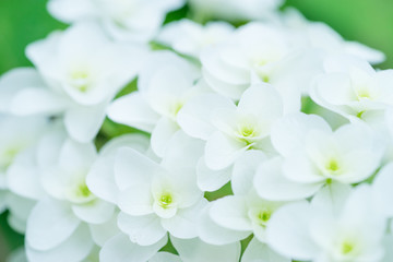 Fototapeta na wymiar カシワバアジサイの花
