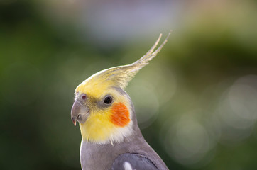 オカメインコ