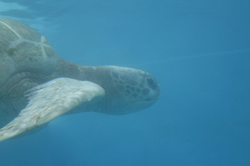 Naklejka premium Tartaruga