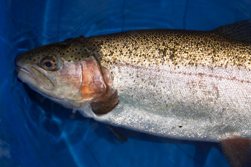 Rainbow Trout in blue basin