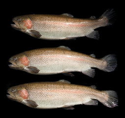 Rainbow trouts on black background
