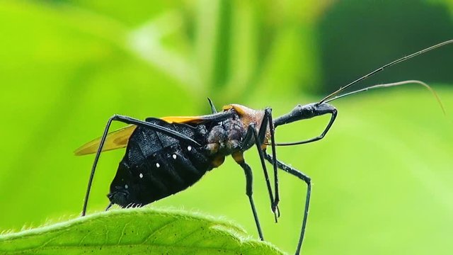 A Weevil (Curculionoidea) rests on a jungl leaf. Kingdom: Animalia, Phylum: Arthropoda, Class: Insecta, Order: Coleoptera, Suborder: Polyphaga, Infraorder: Cucujiformia, Superfamily: Curculionoidea