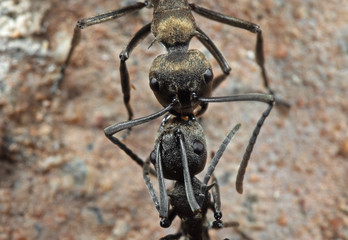 Macro Photo of Two Golden Weaver Ants on The Ground