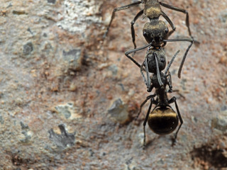 Macro Photo of Two Golden Weaver Ants on The Ground