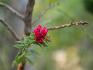 Close up Pink Bougainvillea Flowers Isolated on Blurry Background