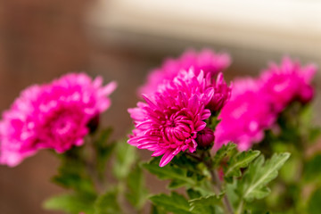 Obraz premium Blooming flowers in autumn