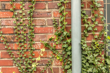 Brick wall and plants