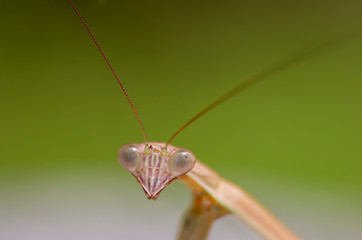 カマキリの顔