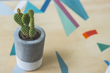 Cactus plant in concrete pot