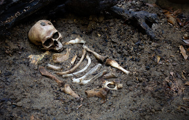 The skulls and pile bone in pit the graveyard; discover by dig in cemetery