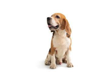 portrait of cute beagle sitting on the floor isolated on white background
