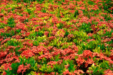 spike flower red spike flower for nature background