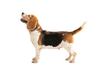 portrait of cute beagle looking above isolated on white background