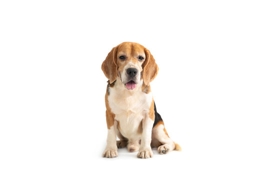 portrait of cute beagle sitting on the floor isolated on white background