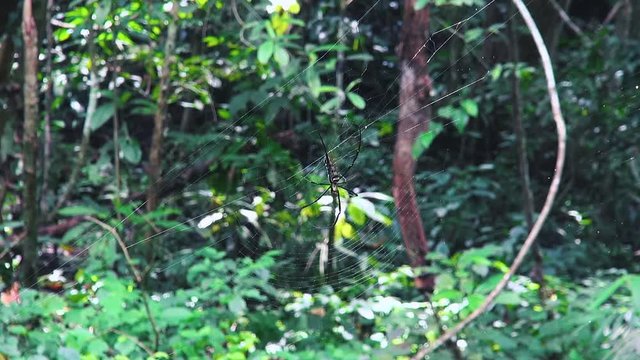 A huge Golden silk orb-weaver Spiders (Nephila) web streaches across a jungle track.