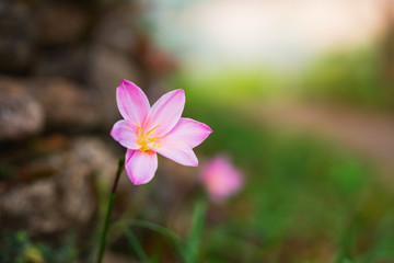 Closeup nature flower with copy space using as background concept