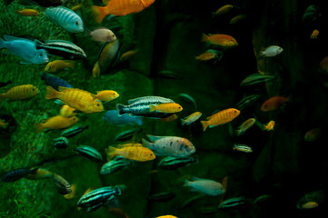 Fototapeta na wymiar Colorful fish swim in a large aquarium