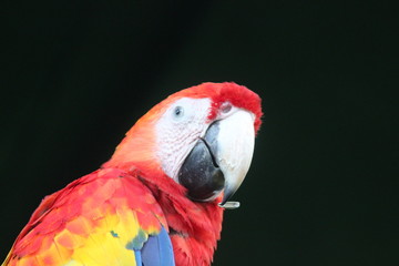 Macaws in the Wild - 