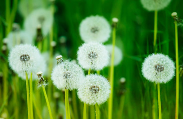 Bright spring natural background with blooming fluffy dandelions, outside nature, soft focus, partially blurred image