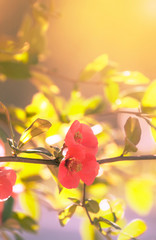 Fantastic spring or summer natural pink background with blooming Japanese quince, place for text, blurred image, soft focus.