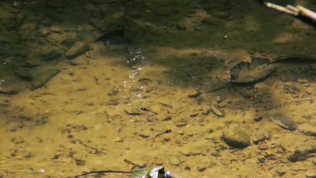 Damselflies dance over a gently flowing jungle stream.