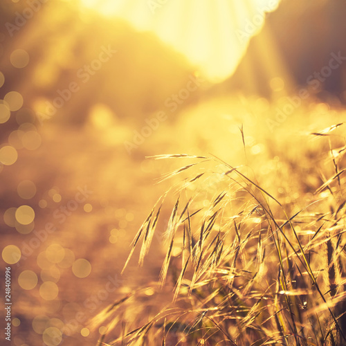 Summer Background Landscape At Sunset Grass In Backlight
