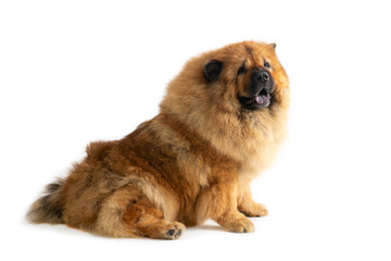 portrait of cute chow chow dog sitting on the floor with tongue sticking out isolated on white background