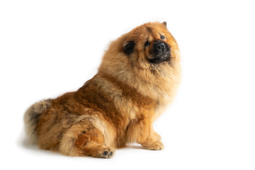 Fototapeta premium portrait of cute chow chow dog sitting on the floor isolated on white background