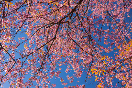 Cherry blossoms or Sakura flower in Thailand