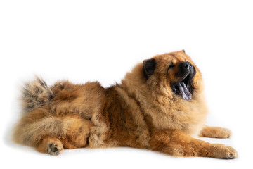 portrait of chow chow dog yawning while sitting on the floor isolated on white background